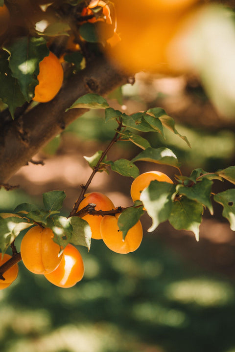 Our Orchard
