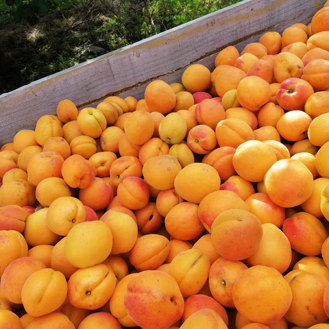Apricots