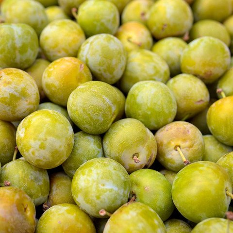 Greengage Plums
