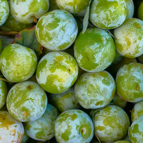 Greengage Plums